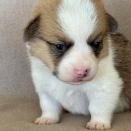 Baron - Fawn male Pembroke Welsh Corgi puppy in Huntington Beach, California from Gingerbread
