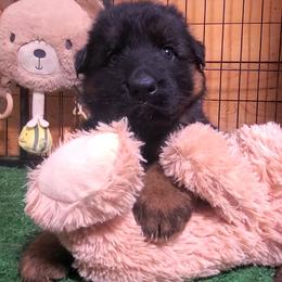 Orange Collar - Male - Black and red male German Shepherd puppy in Charlotte, North Carolina from Zuflucht K9s