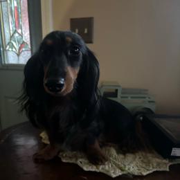 Bambi - Dachshund