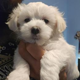 Yellow 'Cheese' - White male Maltese puppy in Phoenix, Arizona from Emotional Amor Support