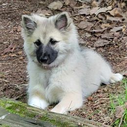 Freya - Fawn and white female Icelandic Sheepdog puppy in Itasca, Illinois from Valheim Icelandics