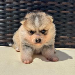 Sion - Silver and white male Pomsky puppy in Boonville, Indiana from Elysian Pomskies