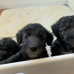 Bedlington Terrier Puppies from Bonnybrook Bedlington Terriers