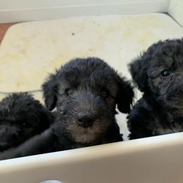 Bedlington Terrier Puppies from Bonnybrook Bedlington Terriers