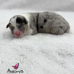 Adonis - Blue merle female Australian Shepherd puppy in Jonesborough, Tennessee from Lotus Australian Shepherds