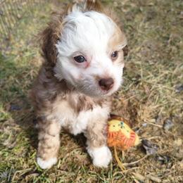 Pearl - White and chocolate female Chinese Crested puppy in Frederick, Maryland from Lovable Cresteds