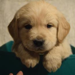 Golden Retriever and Jack Russell Terrier Puppies from VS Golden Fields