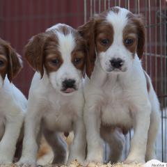 Clumber Spaniel and Irish Red and White Setter Puppies from NyaStar & Chequamegon