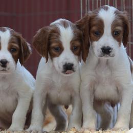 Clumber Spaniel and Irish Red and White Setter Puppies from NyaStar & Chequamegon