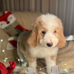 OOGIE BOOGIE - red abstract boy - Red male Bernedoodle puppy in Lookout, California from Remington Kennels, LLC