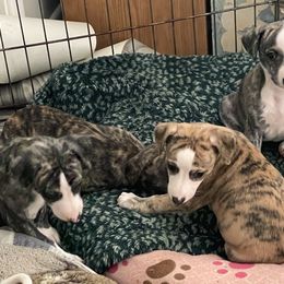 Dalmatian and Whippet Puppies from Hapi-Dal Dalmatians and Primetime Whippets