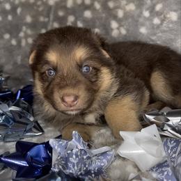Pink color - Liver female German Shepherd puppy in Marion, Ohio from Legacy K9’s