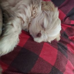 Shih Tzu Puppies from N.F.S.T Imperial ShihTzu Puppies.