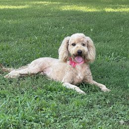 Lucy lue - Goldendoodle
