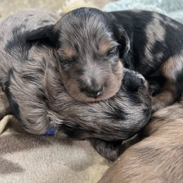 Dachshund puppies from Hangin’ H Kennels, LLC