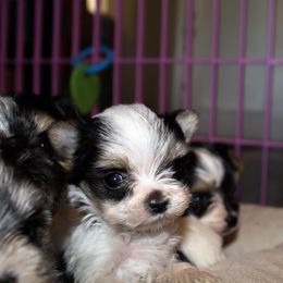 Biewer Terrier Puppies from Imperial BabyDoll Biewers