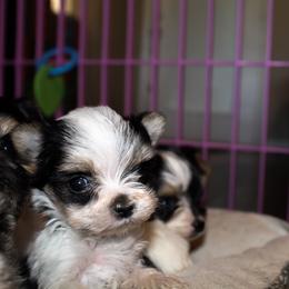 Biewer Terrier Puppies from Imperial BabyDoll Biewers