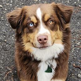 Autumn - Miniature Australian Shepherd