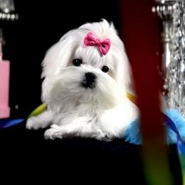 Maltese Puppies from Always Maltese