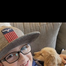 Golden Retriever Puppies from Country Road Golden Retrievers