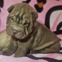Violet - Brown female Chinese Shar-Pei puppy in Bakersfield, California from Cashmerewrinkles