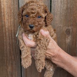 Sally - Apricot female Assorted Doodle Crosses puppy in Yuba City, California from Lucky Day Doodles