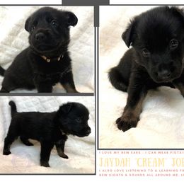 German Shepherd Puppies from Mountain Kraft K9 Kennel