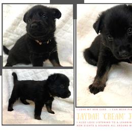 German Shepherd Puppies from Mountain Kraft K9 Kennel