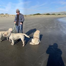 Labrador Retriever Puppies from Bella Frieda Farm Labrador Retrievers