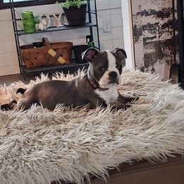 Boston Terrier Puppies from Angie's Little Bostons