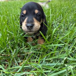 Bear - Black and cream male Dachshund puppy in Fruita, Colorado from M & M Breeding