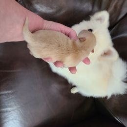 Pomeranian Puppies from Merri's Pom's