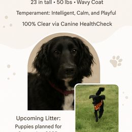 Bailey - Goldendoodle