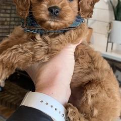 Double Doodles from North Lehi Doodles