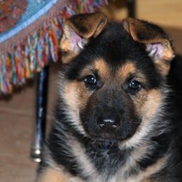 German Shepherd Puppies from Owl Grove German Dogs