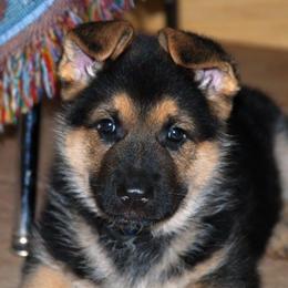 German Shepherd Puppies from Owl Grove German Dogs