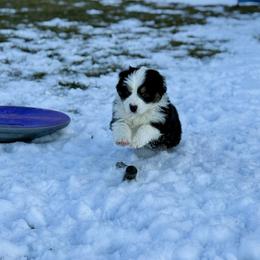 Jan - Black tri-color female Australian Shepherd puppy in Ashland, Ohio from SS Australian Shepherds