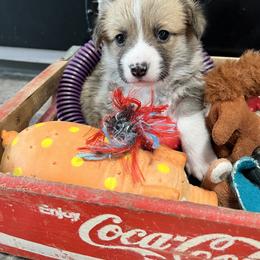 Boy 3 - Sable Pembroke Welsh Corgi puppy in Sparta, New Jersey from CrestCottage Corgis