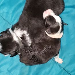 Australian Shepherd Puppies from Purple Tyger Creations