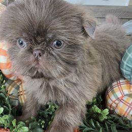 Shih Tzu puppies from 🩷CHAFFINO ADORABLE SHIH TZUS