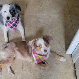 Aussiedoodles, Miniature Australian Shepherds, and Toy Australian Shepherds from Valley Toy Aussies