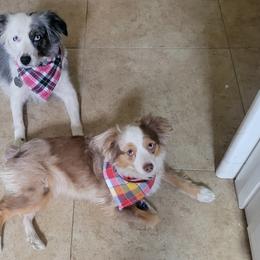Aussiedoodles, Miniature Australian Shepherds, and Toy Australian Shepherds from Valley Toy Aussies