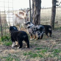 Australian Shepherd Puppies from Southern Boy Blues Aussies