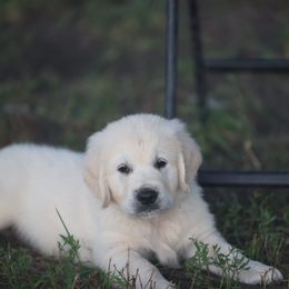 Mr. Blue - Light golden male Golden Retriever puppy in Morrill, Kansas from Grimm Girls Farm