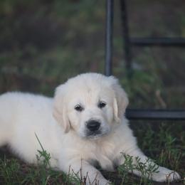 Mr. Blue - Light golden male Golden Retriever puppy in Morrill, Kansas from Grimm Girls Farm