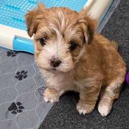 Penny - White and tan female Morkie puppy in Thompson, Iowa from Weiss's Puppies