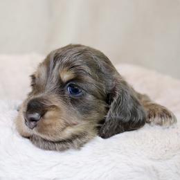Merry (White Band) - Blue and cream female Dachshund puppy in Raleigh, North Carolina from McLovin Doxies