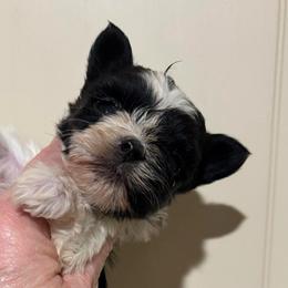 Raven - Parti female Yorkshire Terrier puppy in Lafayette, Georgia from Berggipfel Yorkies