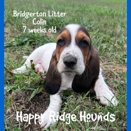 Colin - Black brown and white male Basset Hound puppy in Mebane, North Carolina from Happy Ridge Hounds