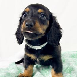 Butterfinger - Black and tan male Dachshund puppy in Sacramento, California from MiniDoxPups